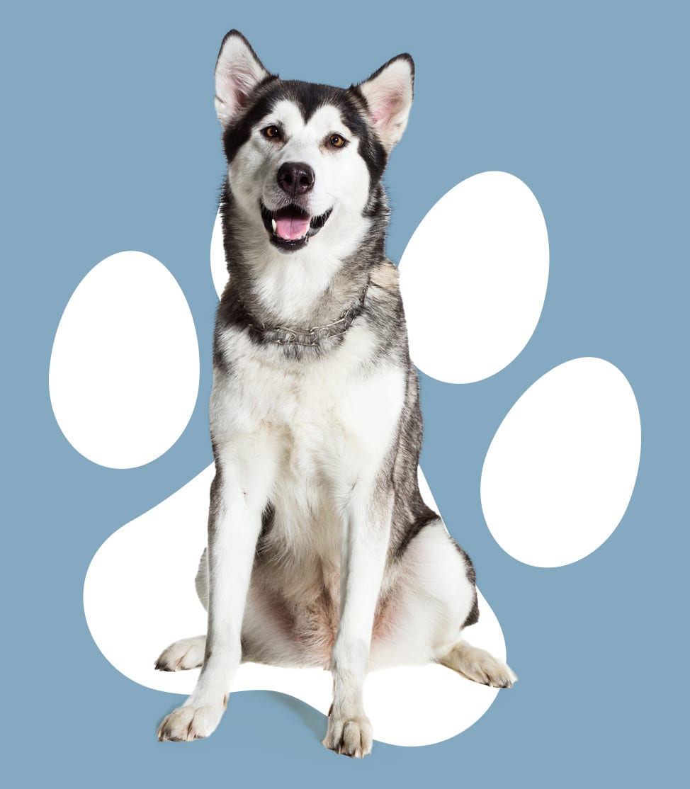 Safe and comfortable dog boarding facility at Silver Bar Kennels